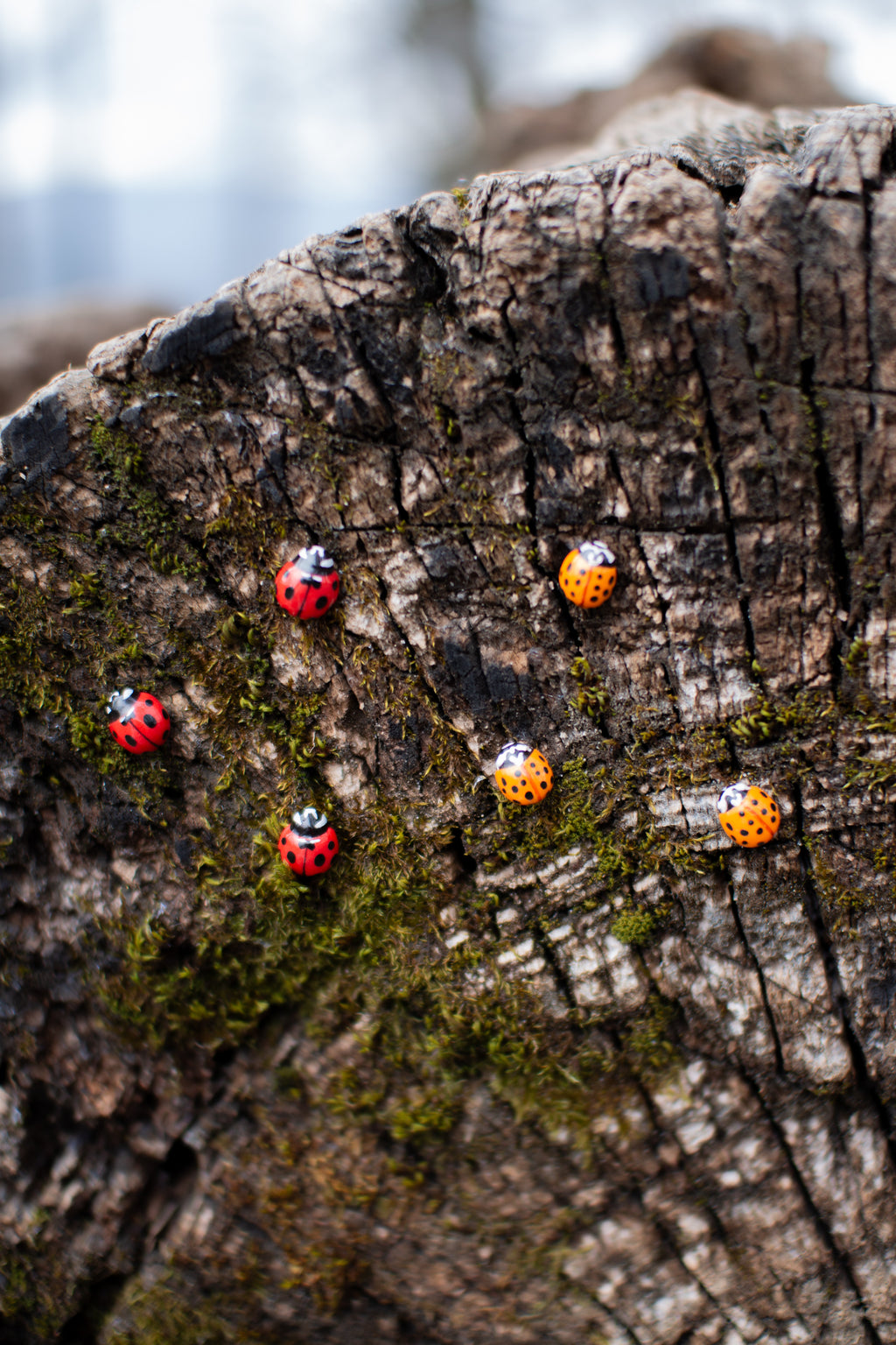 Asian Ladybug Pin