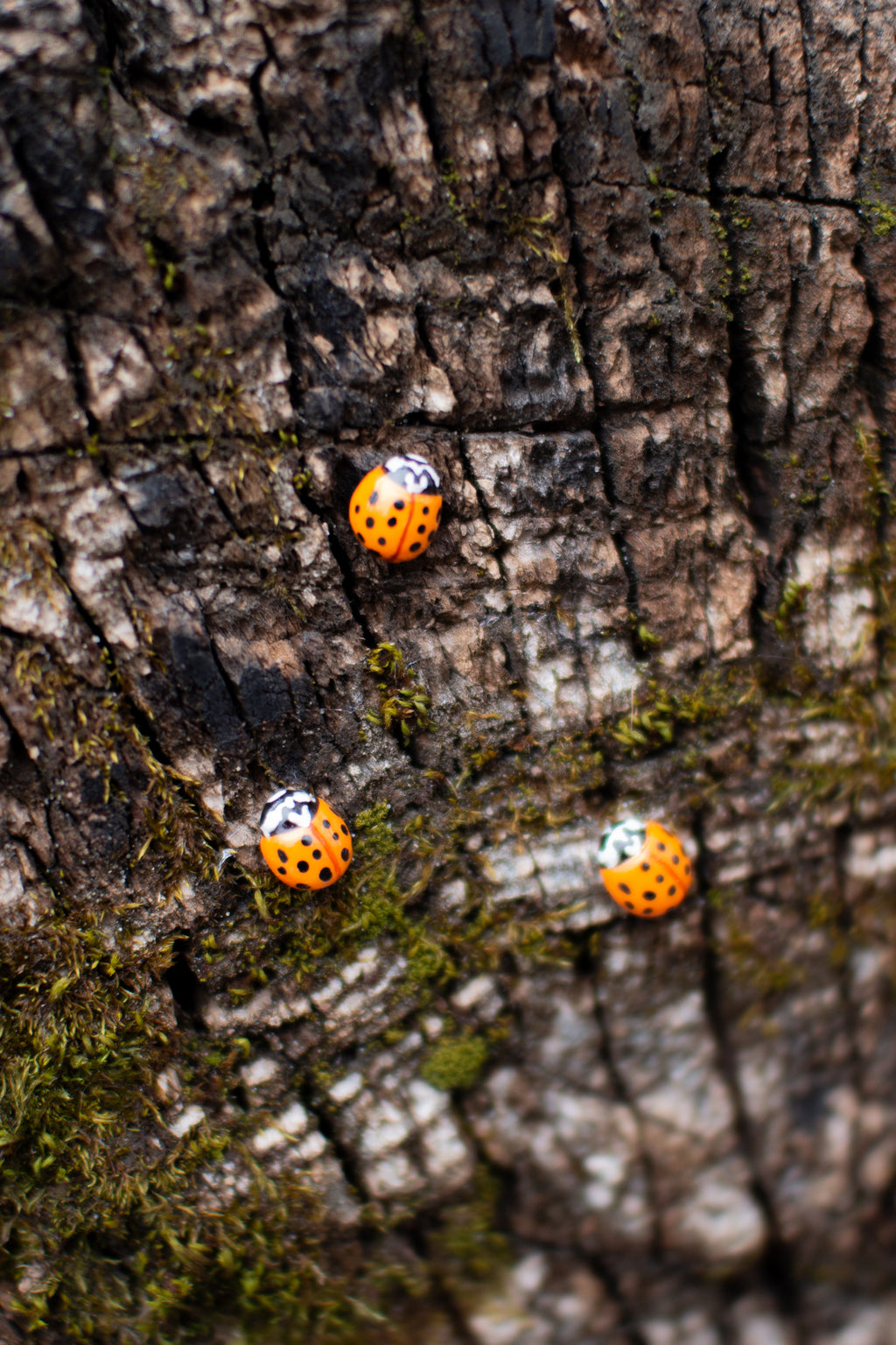 Asian Ladybug Pin