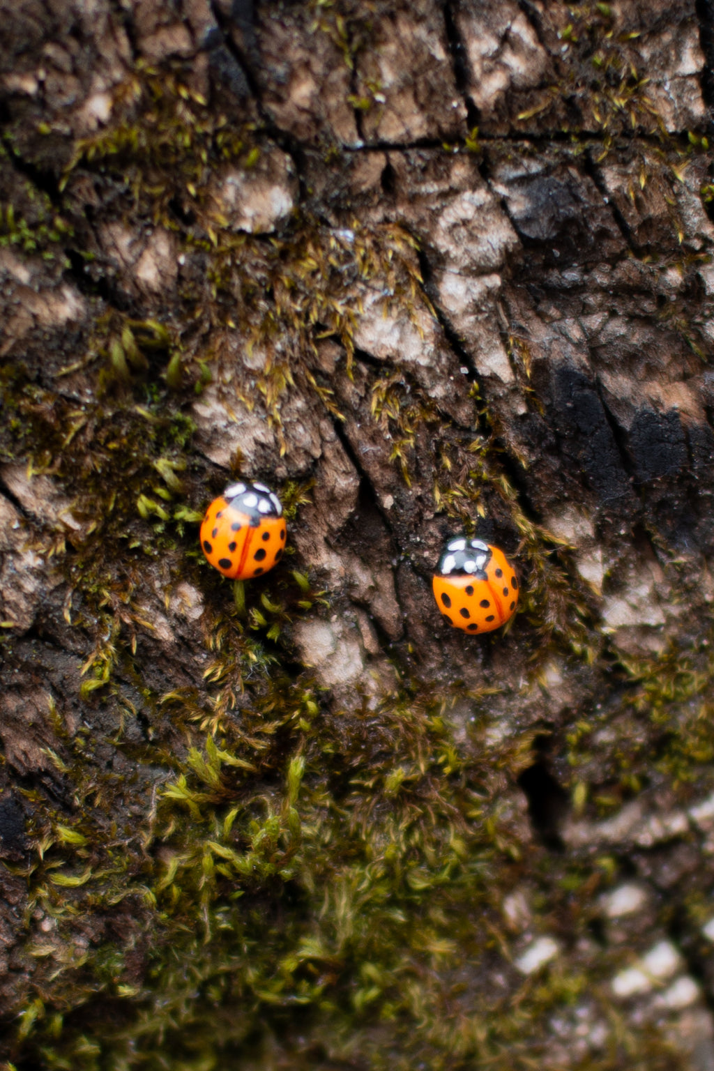 Asian Ladybug Stud Earrings