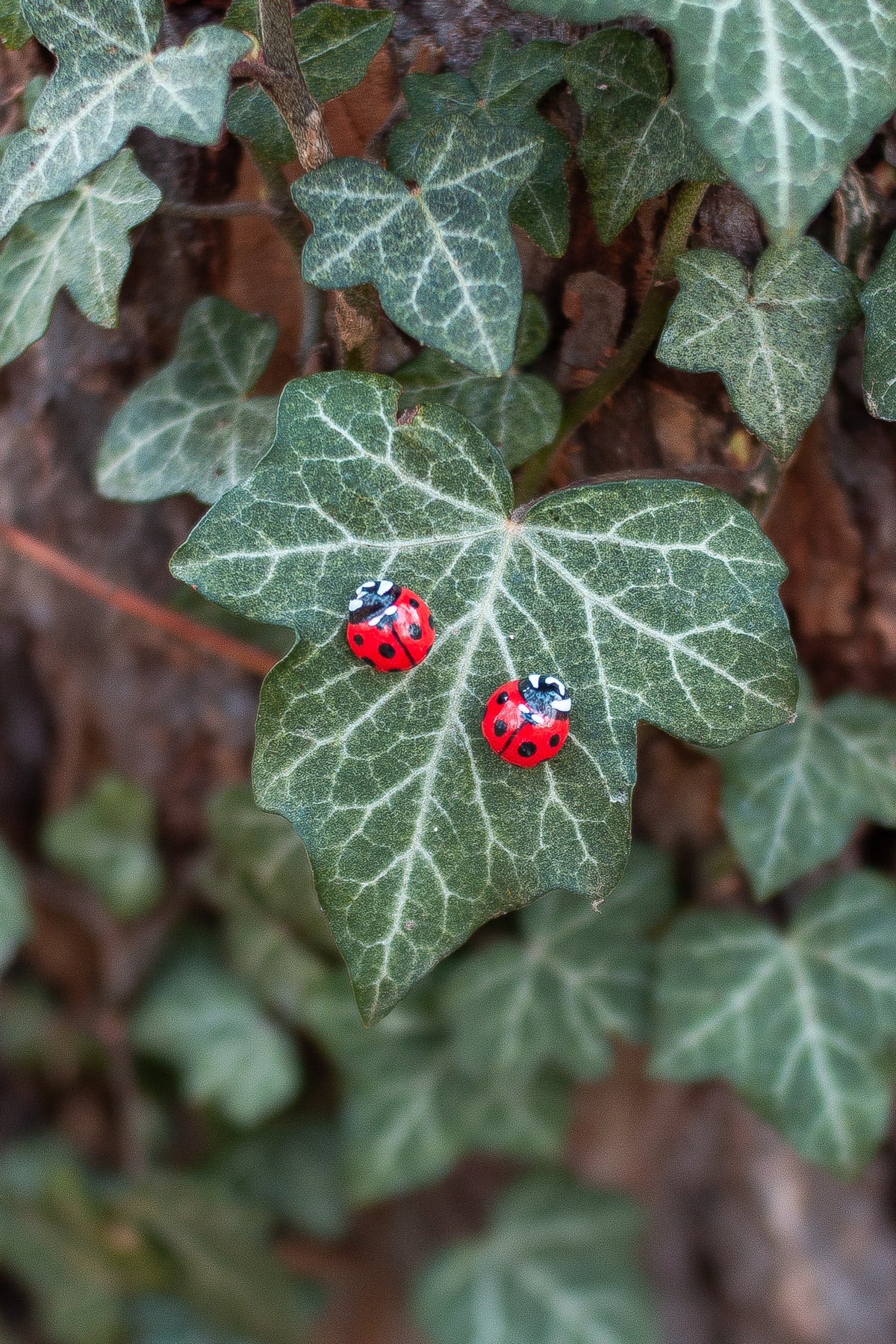 Ladybug Stud Earrings